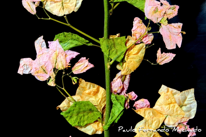 Bougainvillea glabra