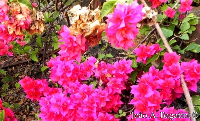 Bougainvillea glabra