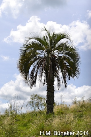 Butia witeckii