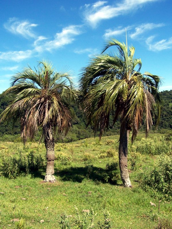 Butia witeckii