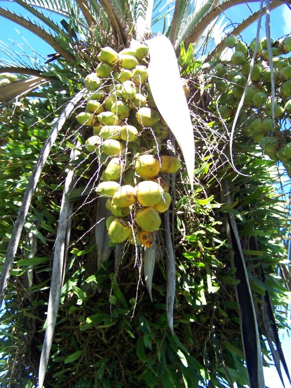 Butia witeckii