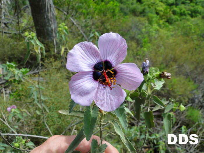 Pavonia secreta