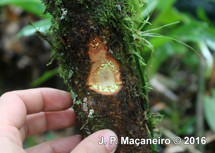 Garcinia gardneriana