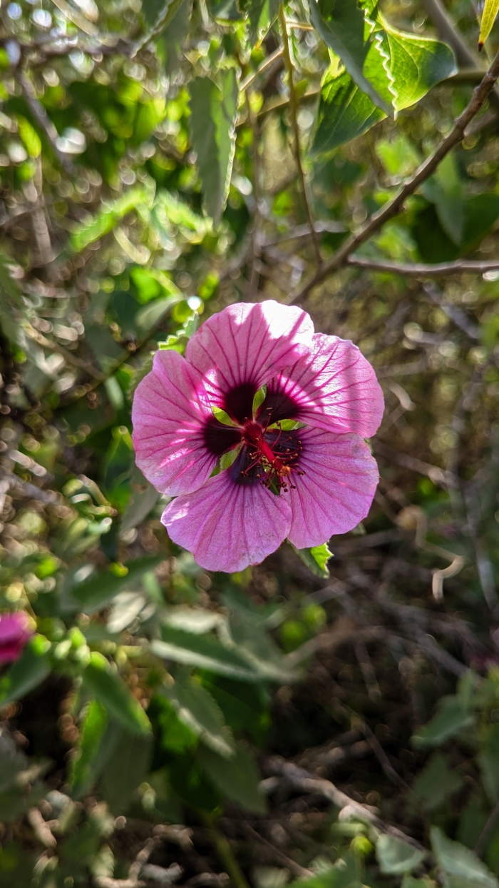 Pavonia secreta