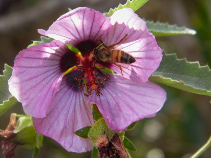 Pavonia secreta