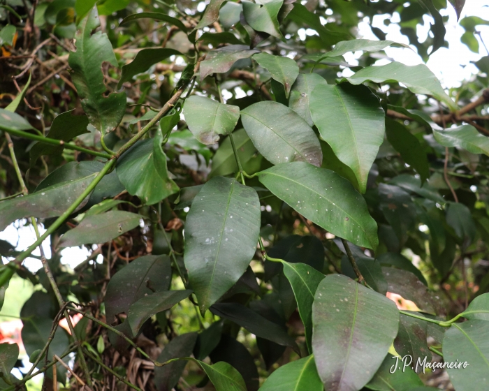 Garcinia gardneriana