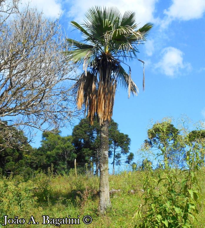 Trithrinax acanthocoma