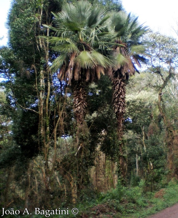 Trithrinax acanthocoma