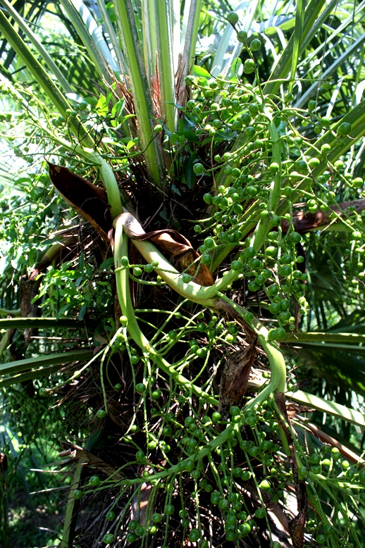 Trithrinax acanthocoma