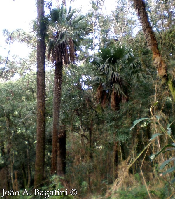 Trithrinax acanthocoma