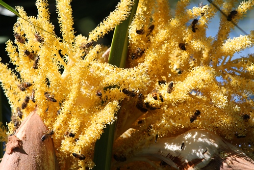 Trithrinax brasiliensis