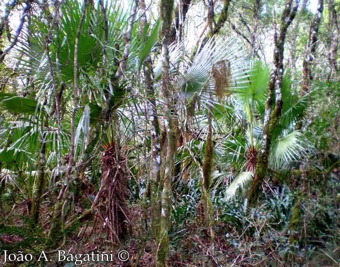 Trithrinax acanthocoma