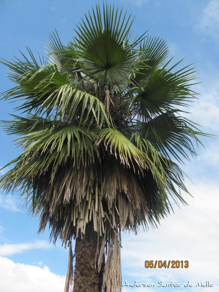 Trithrinax acanthocoma