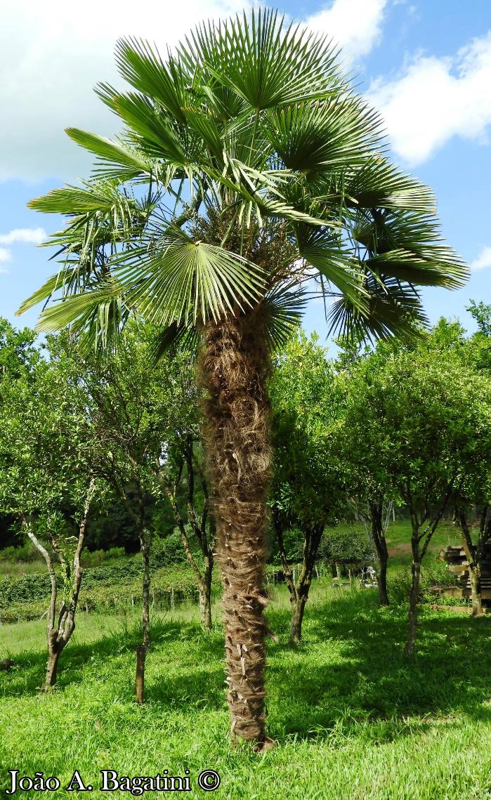 Trithrinax acanthocoma