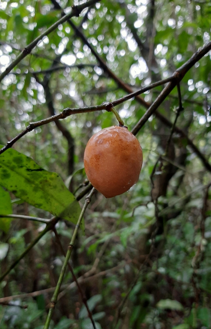 Garcinia gardneriana