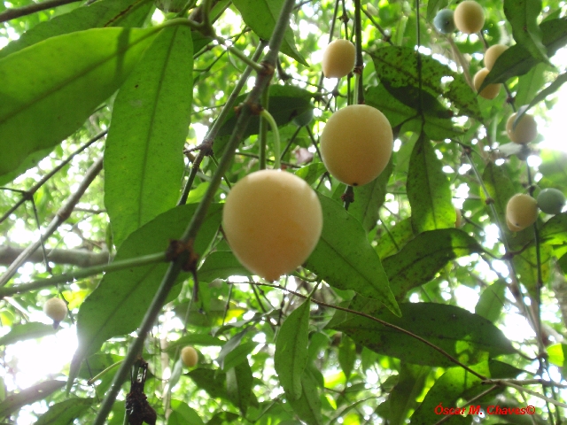 Garcinia gardneriana