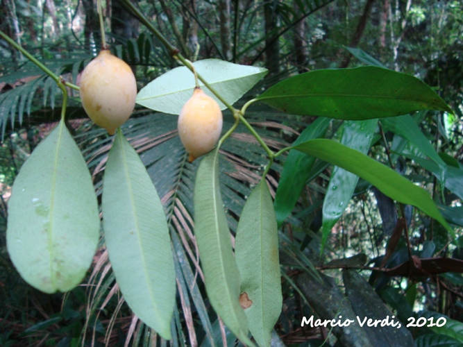 Garcinia gardneriana