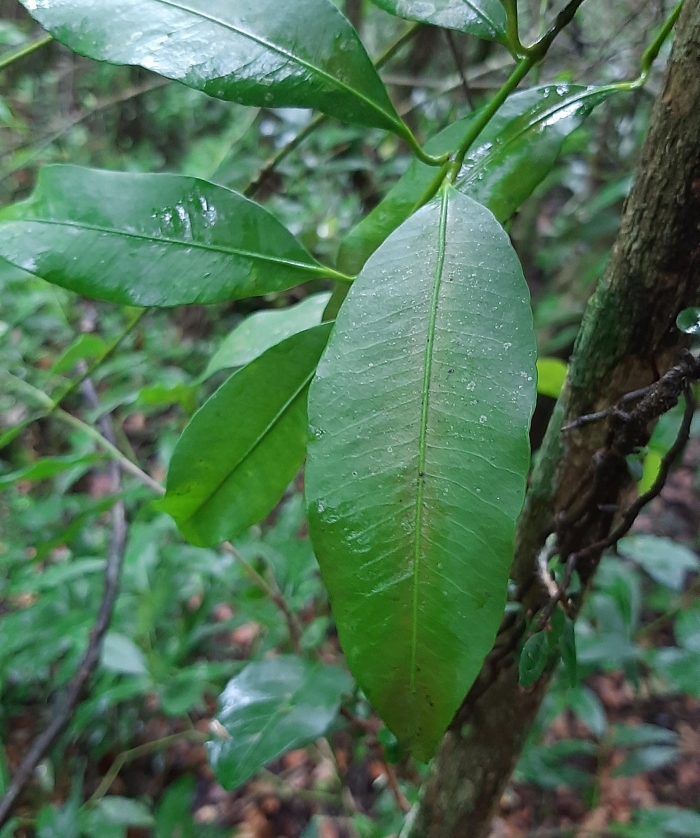 Garcinia gardneriana