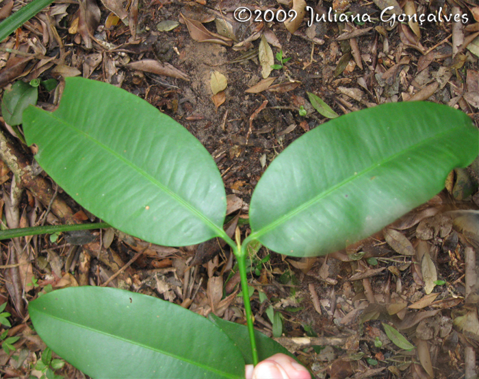 Garcinia gardneriana