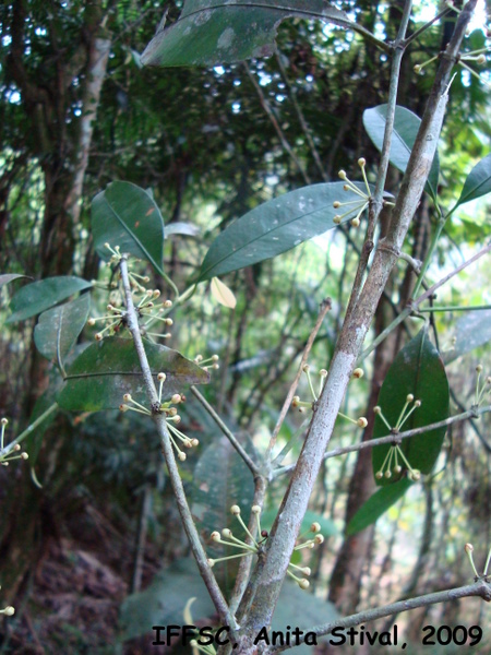 Garcinia gardneriana