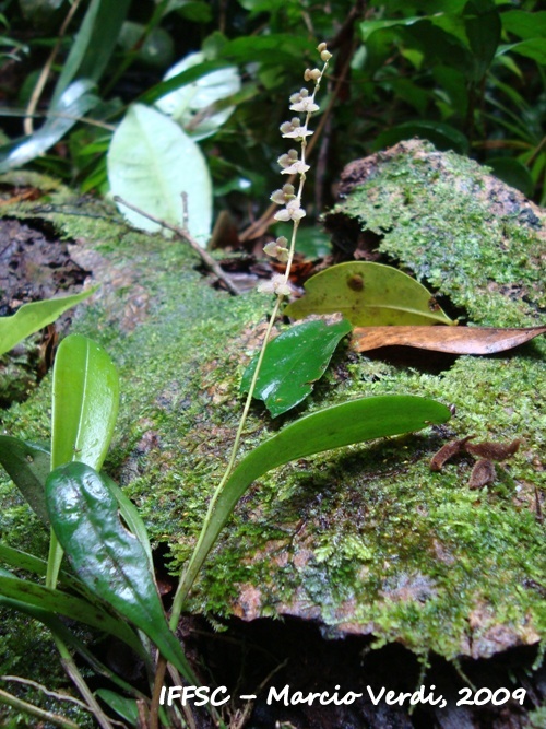 Stelis pauloensis 