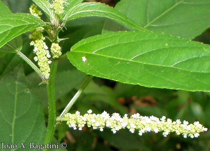 Acalypha gracilis