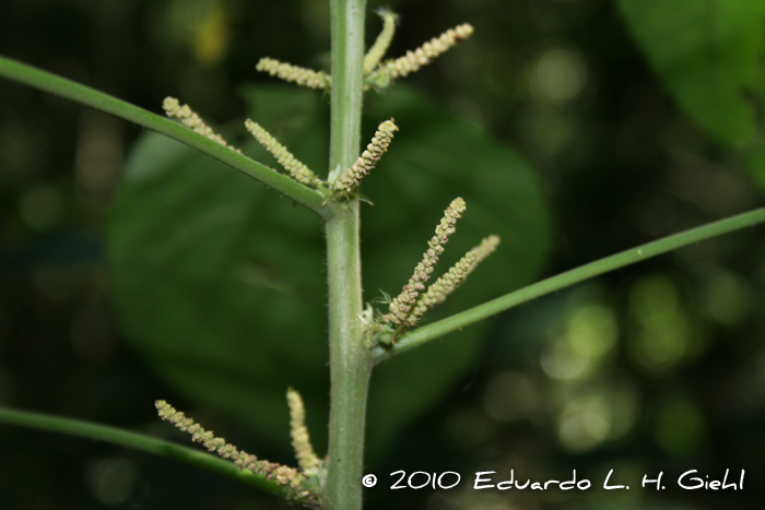 Acalypha brasiliensis