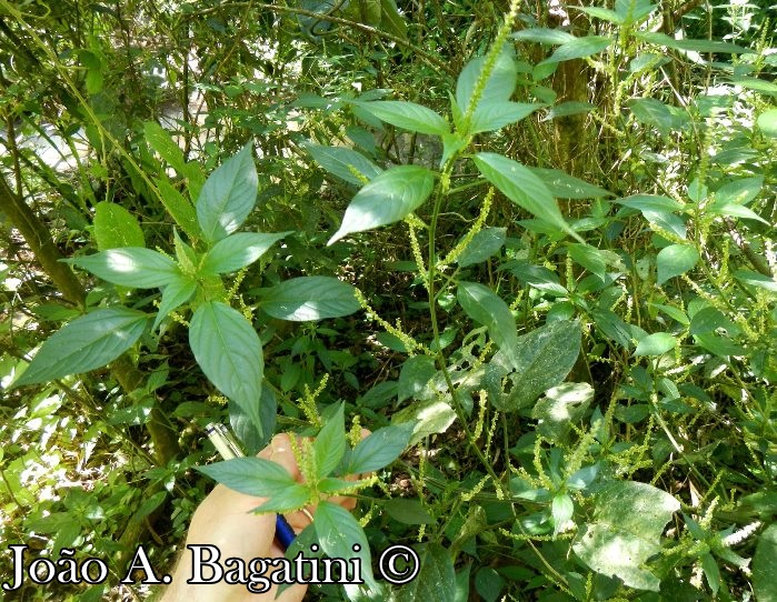 Acalypha gracilis