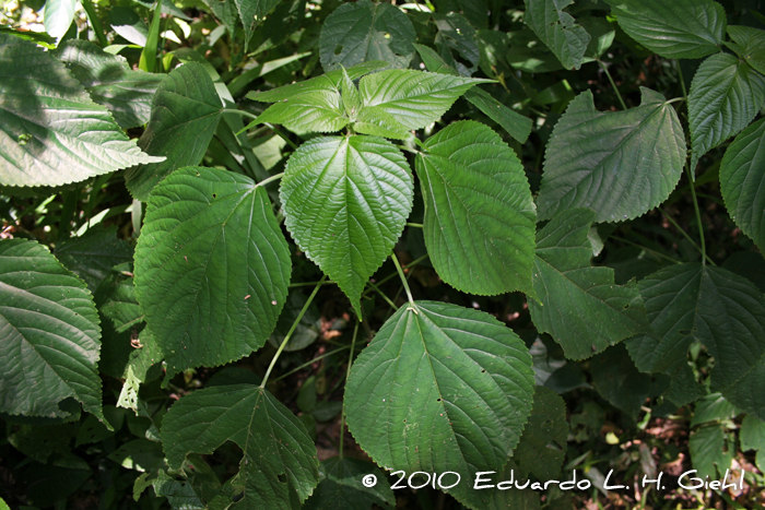 Acalypha brasiliensis