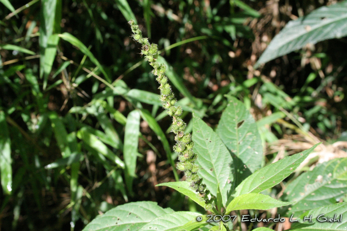 Acalypha communis