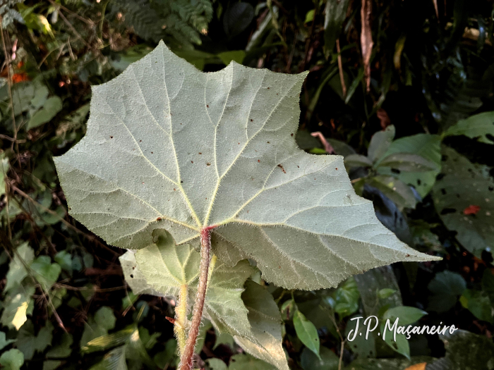 Begonia hammoniae