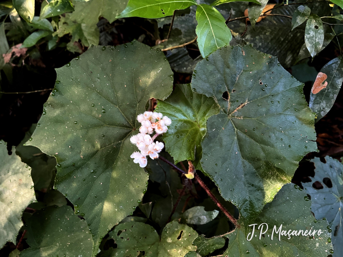Begonia hammoniae