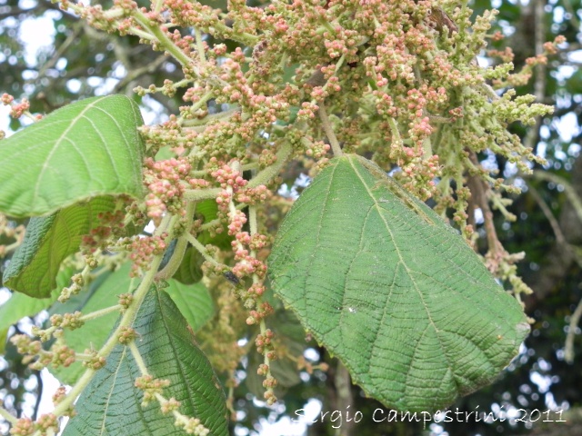 Alchornea glandulosa