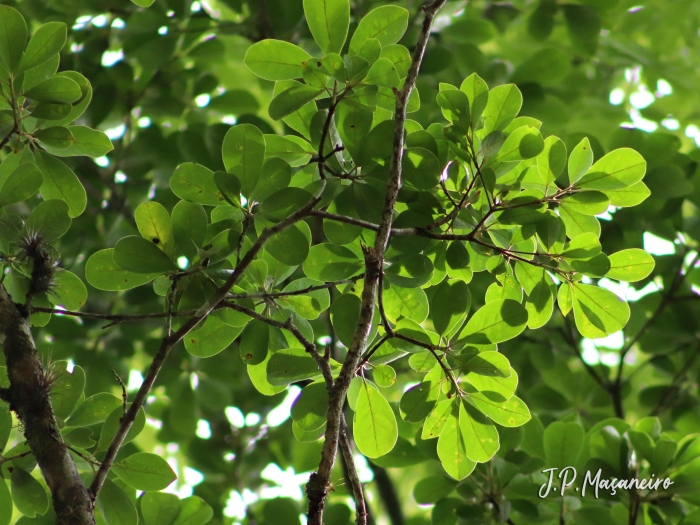 Terminalia kleinii