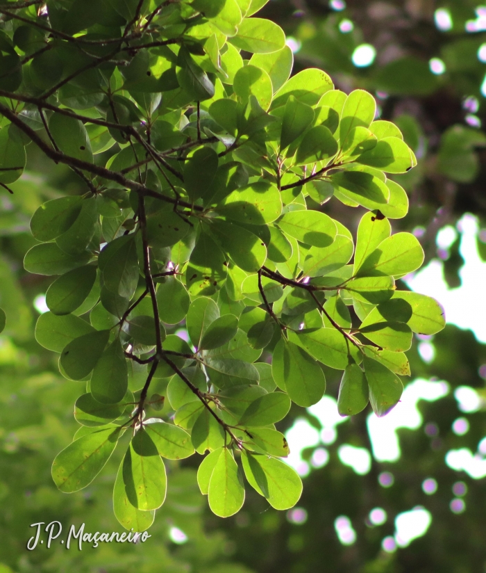 Terminalia kleinii