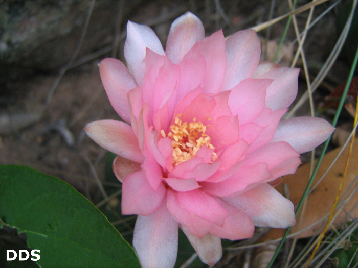 Gymnocalycium buenekeri 