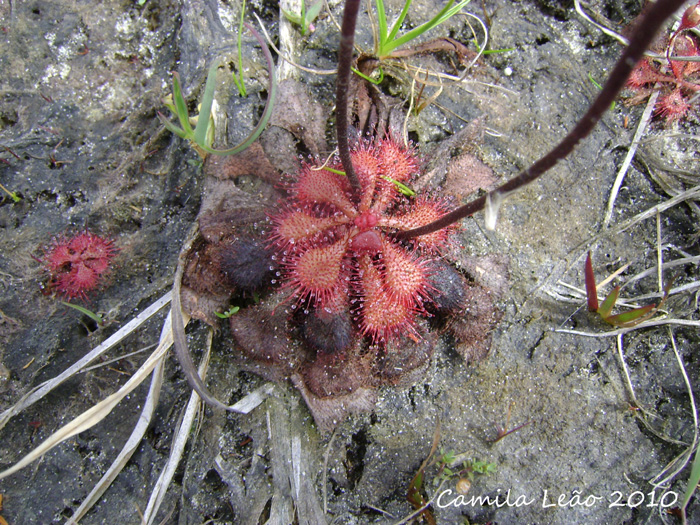 Drosera brevifolia