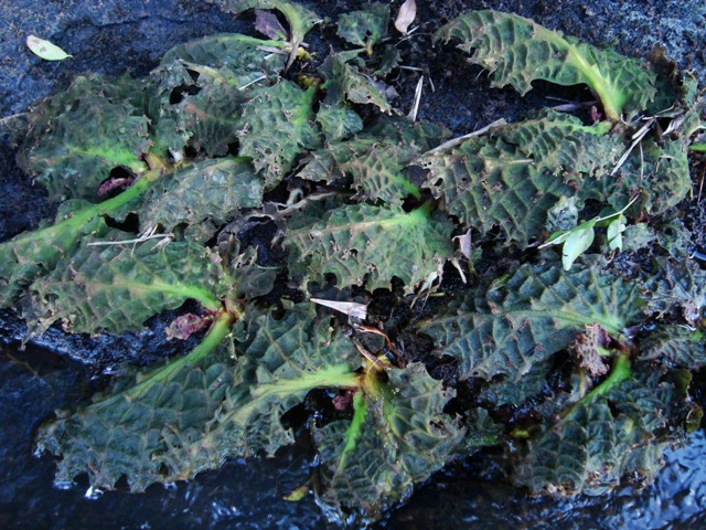 Mourera weddelliana 