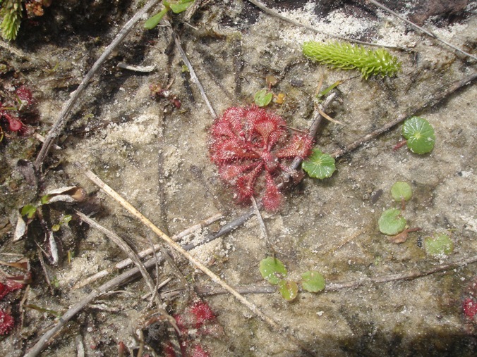 Drosera brevifolia