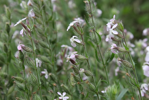 Silene gallica