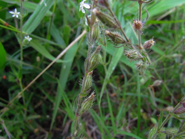 Silene gallica