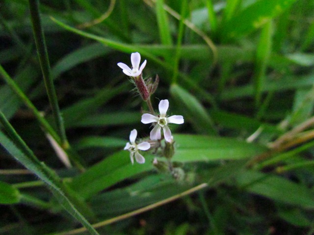 Silene gallica