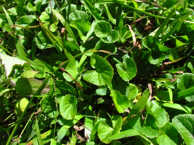 Centella asiatica