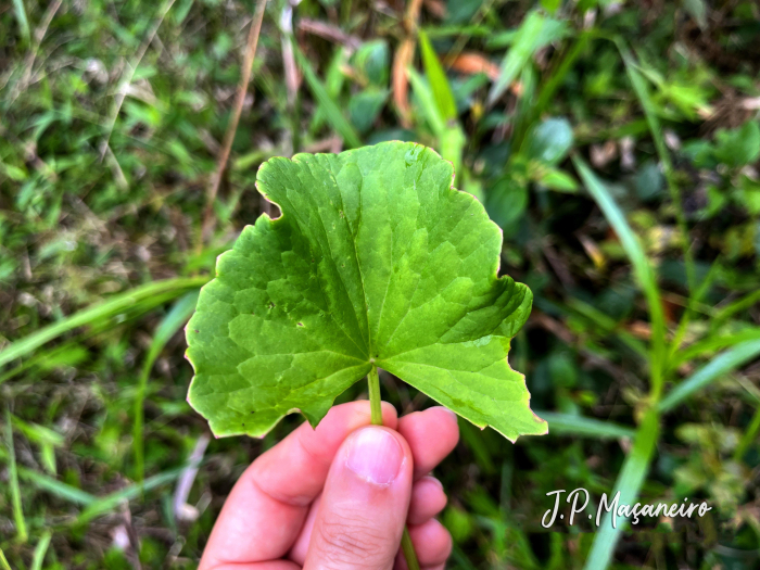 Centella asiatica