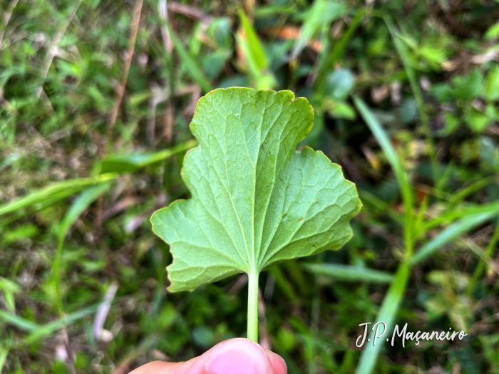Centella asiatica