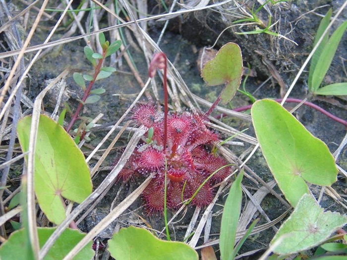 Drosera brevifolia