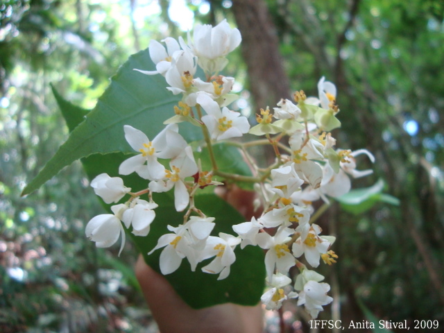 Begonia biguassuensis