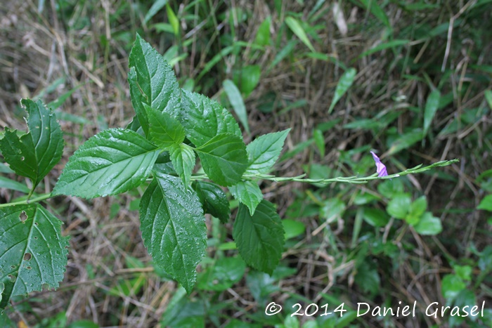 Bouchea fluminensis