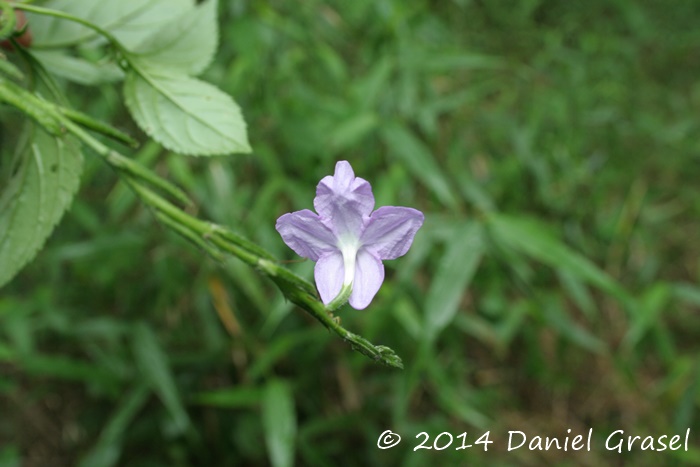 Bouchea fluminensis