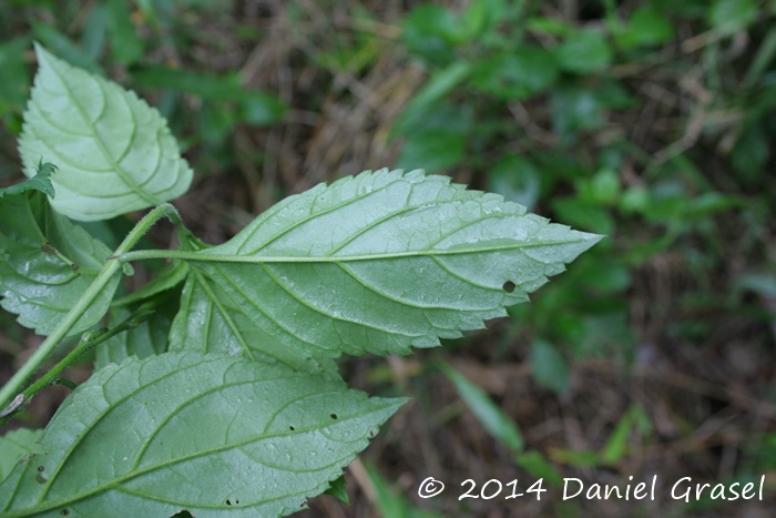 Bouchea fluminensis